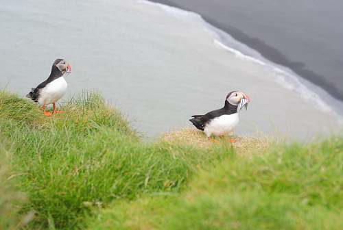 bird two white and black puffin birds puffin