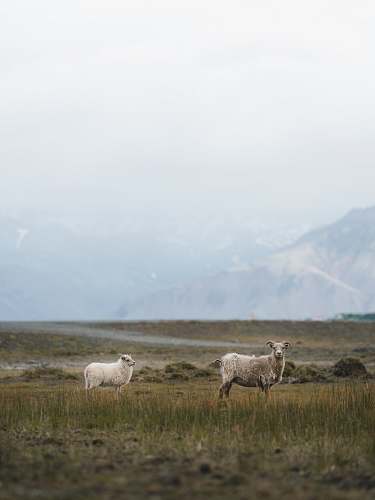 mammal two white and brown sheeps sheep