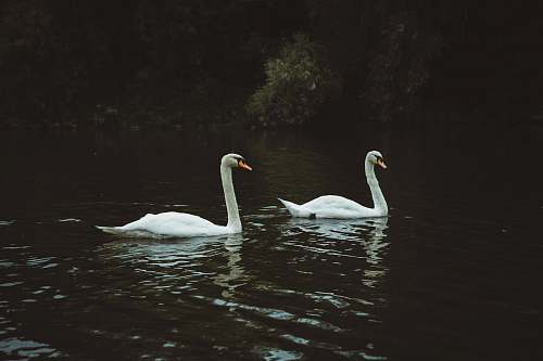 bird two white swans floating on river swan