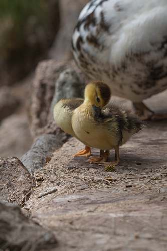 bird two yellow ducklings duck