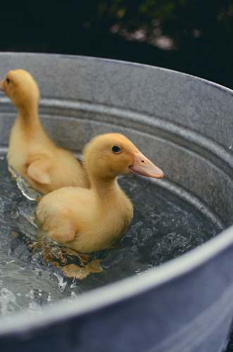 bird two yellow ducklings on water inside basin apison