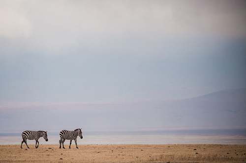 wildlife two zebras walking on brown sand zebra