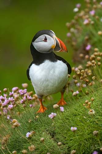 bird white and black Atlantic puffin puffin
