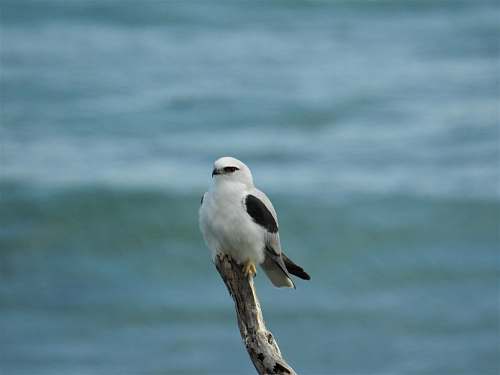 bird white and black bird kite bird