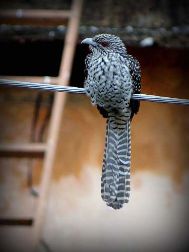 bird white and black bird close-up photography jay