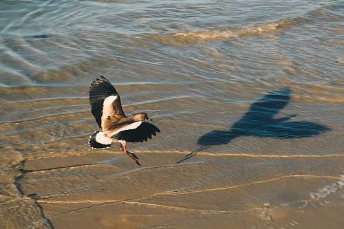 bird white and black bird near body of water during daytime stork