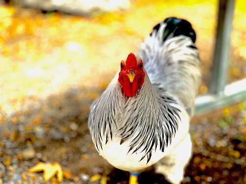bird white and black close-up photograph chicken