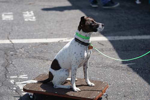 canine white and black dog sitting on board dog