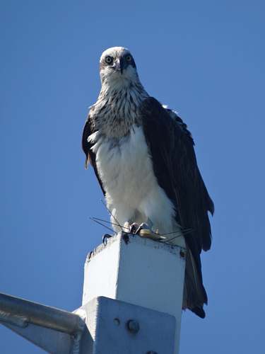 bird white and black eagle eagle
