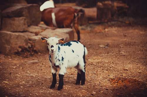 mammal white and black goat kid cattle