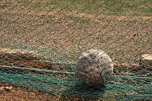 sphere white and black soccer ball near goal net reptile