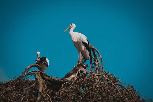 bird white and black stork bird on a tree stork
