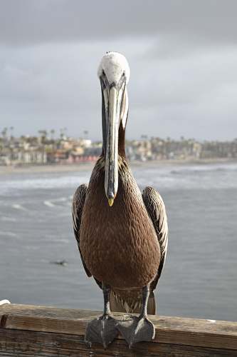 bird white and brown bird pelican