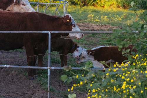 cattle white and brown cow and calf cow