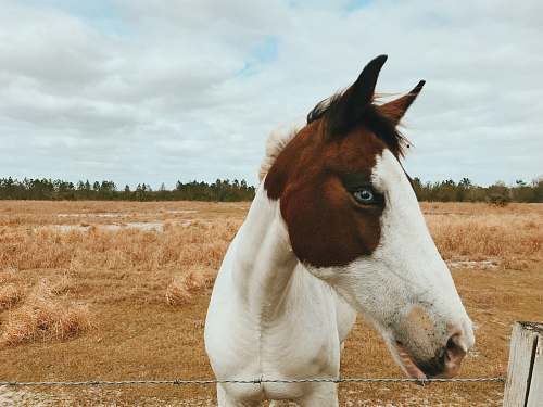 horse white and brown horse mammal
