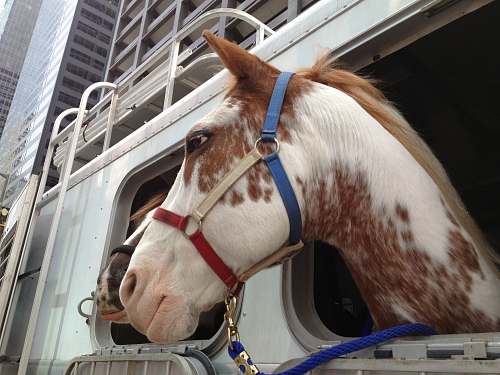 mammal white and brown horse leaning on vehicle window horse