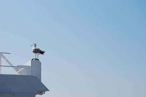 bird white and gray bird flying