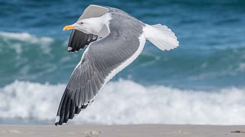 bird white and gray seagull flying near seashore seagull