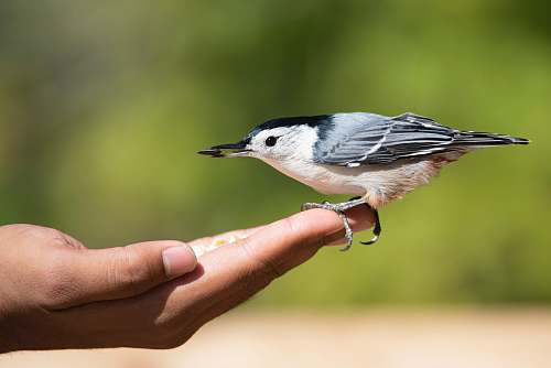 bird white and grey bird perching on person's hand human