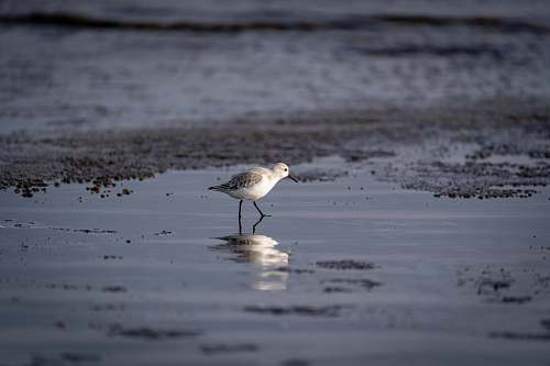 bird white and grey bird photograph grey