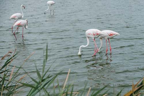 grey white and pink flamingos bird
