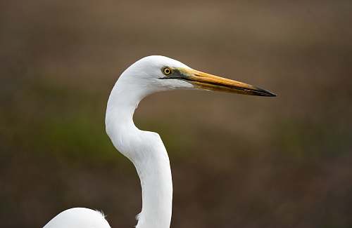 bird white bird waterfowl