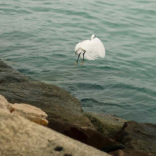 bird white bird flying from stone sea wall waterfowl