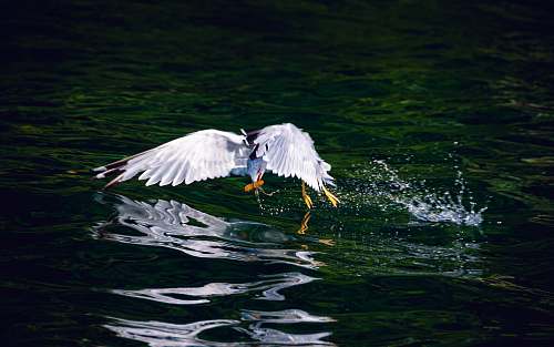 bird white bird near body of water waterfowl