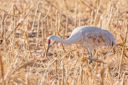 bird white bird on field crane bird