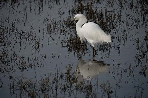 bird white bird on focus photography ardeidae