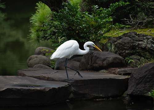 bird white bird on rock ardeidae