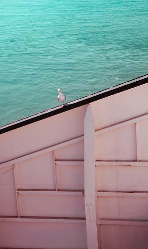 bird white bird on roof seagull
