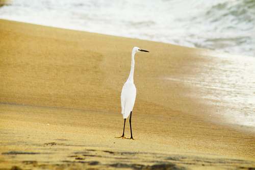 bird white bird on sand seashore during day waterfowl