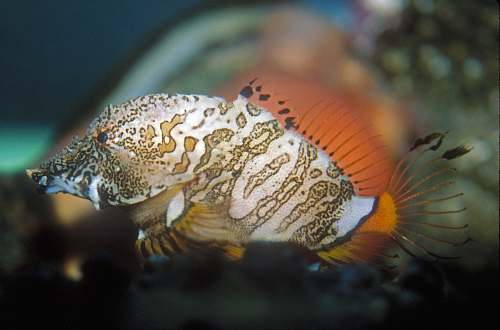 fish white, black and orange fish aquatic
