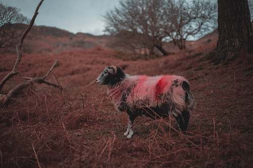 mammal white, black, and red goat outdoors sheep