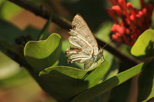 insect white butterfly on green leaf invertebrate