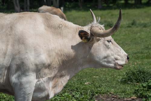 cattle white cow cow