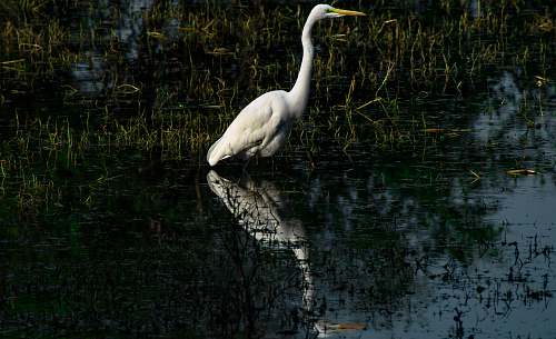 waterfowl white crane bird ardeidae