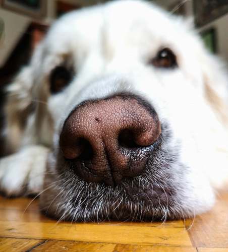 dog white dog on floor mammal