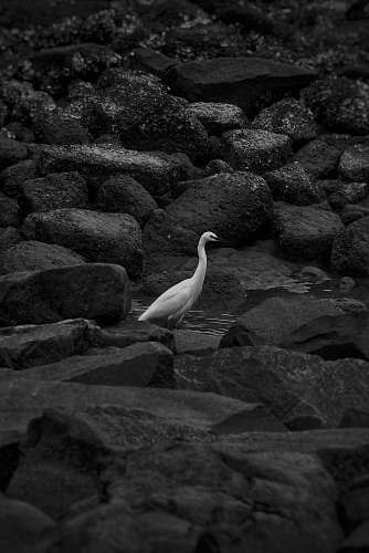 ardeidae white duck black-and-white