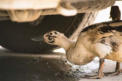 bird white duck duck
