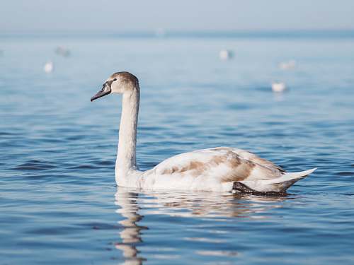 bird white duck floating on body of water swan