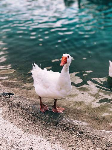 bird white duck near body of water chicken