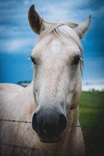 mammal white horse inside fence horse
