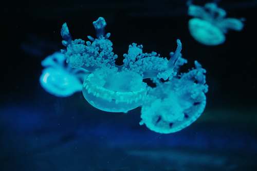 jellyfish white lace ornament invertebrate