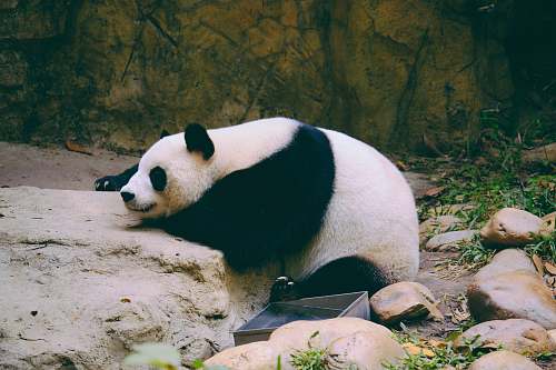 bear white panda lying on rock wildlife