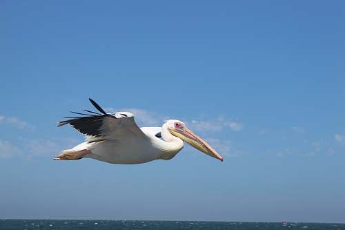 bird white pelican flying pelican