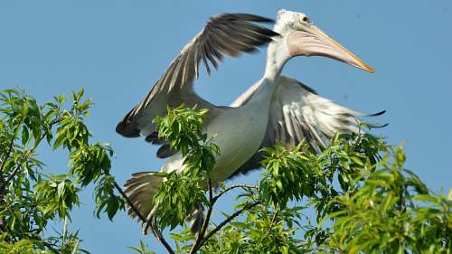 bird white pelican on tree ranganathittu bird sanctuary