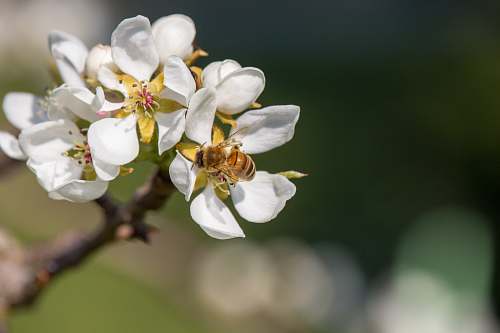 bee white petaled flowers plant
