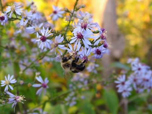 bee white petaled flowers in bloom apidae